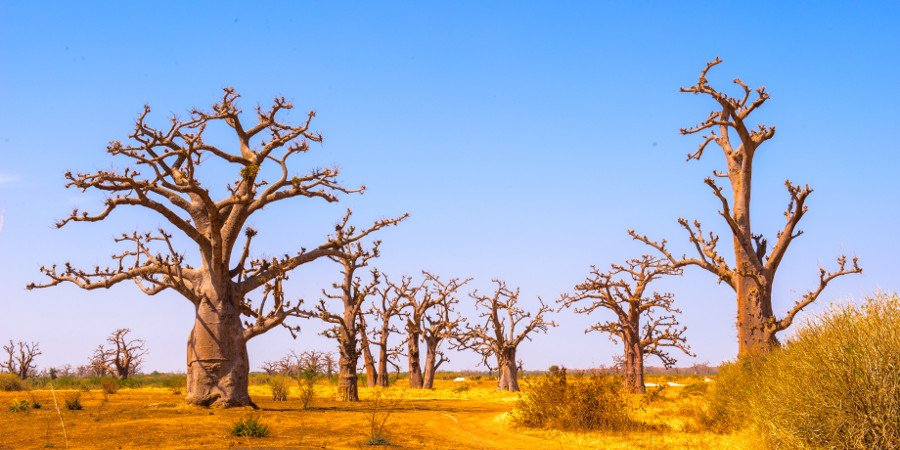 Spettacolari baobab nell’interno